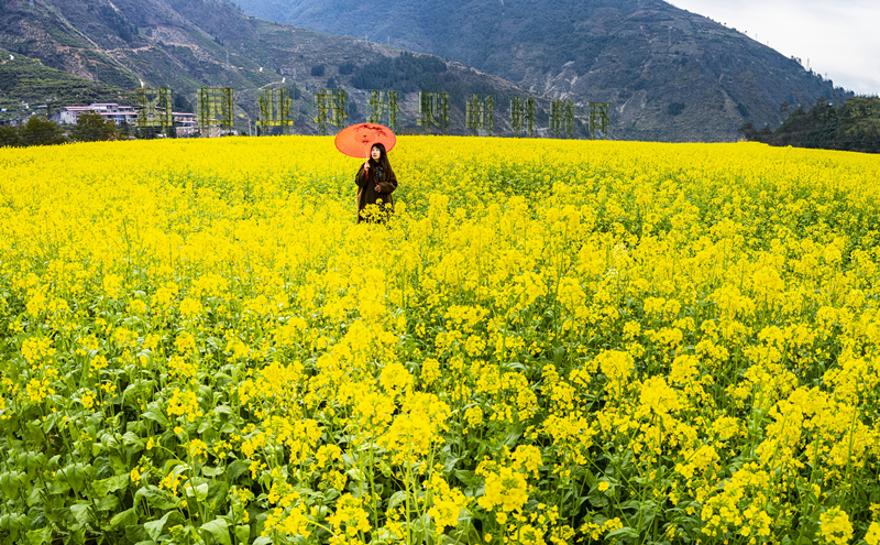 挖角油菜花2025 (13).jpg