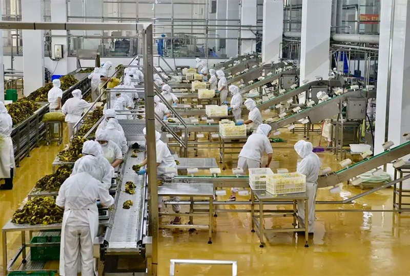 小泡菜撬动大产业眉山龙头企业以匠心与创新逐浪全球市场——第十五届中国泡菜食品国际博览会企业实地探访(图4)