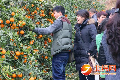 石棉县黄果柑成熟 游客体验采摘果农收入增加