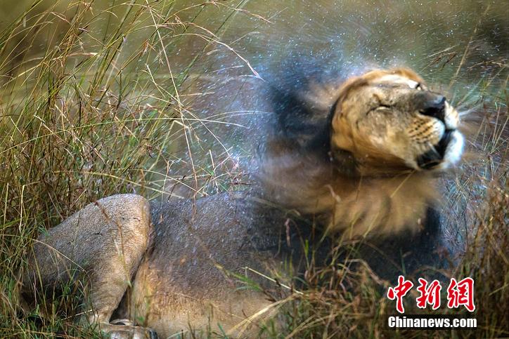 雄狮雨后狂甩"秀发" 似拍洗发水广告很销魂