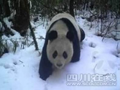 四川小河溝保護區首次拍到大熊貓“打鬧”視頻