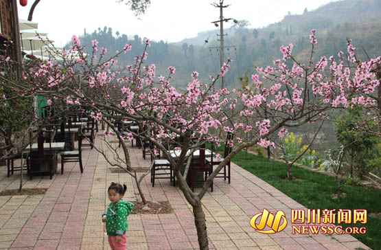 龍泉桃花節開幕 本週起10萬畝桃花進入盛花期