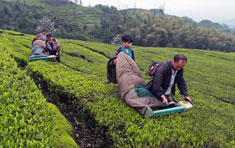 宜賓珙縣鹿鳴生態茶園基地