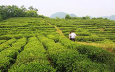 都江堰青城山烏龍茶專業區