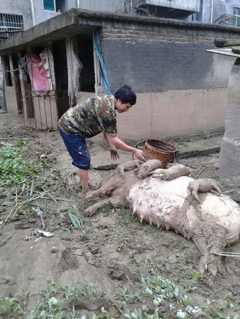 当地村民家餵养的一头母猪连同4头小猪被水淹死,村民只能含泪将死猪