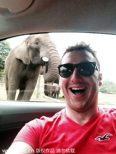 聪明大象捡游客掉落手机玩自拍_其他图片_中