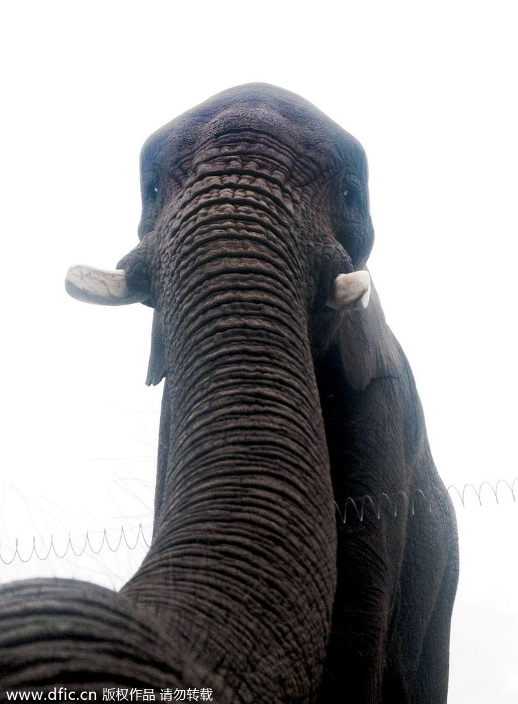 聪明大象捡游客掉落手机玩自拍_其他图片_中