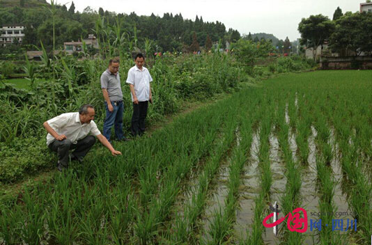 南镇领导与农技人员进村指导水稻病虫害防治_