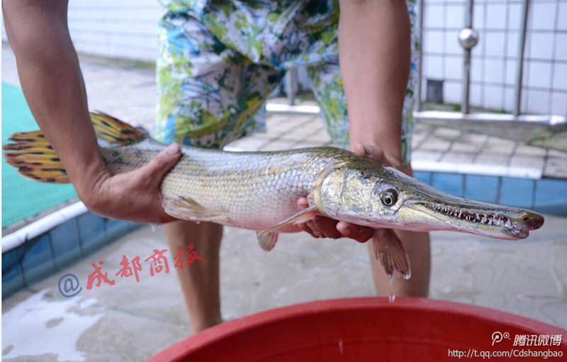 自贡小区鱼塘钓起怪鱼 系史前食肉鳄雀鳝(图)