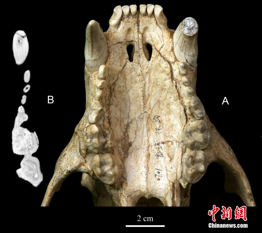 中国科学家发现现生熊类最近祖先戴氏祖熊化石