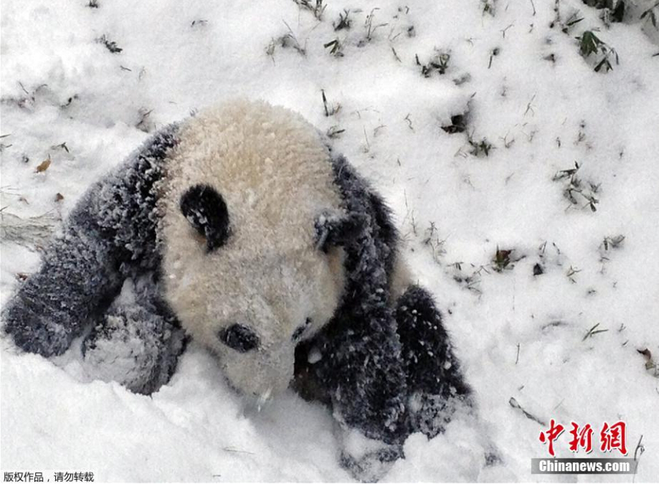 旅美大熊猫雪地打滚萌化人心 - 社会图片 - 中国