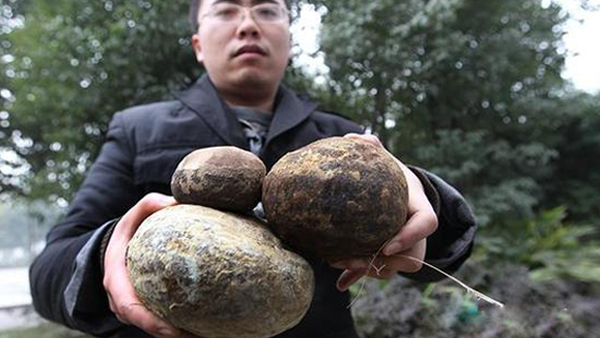 自贡发现疑似恐龙蛋化石 地质专家：是结核石