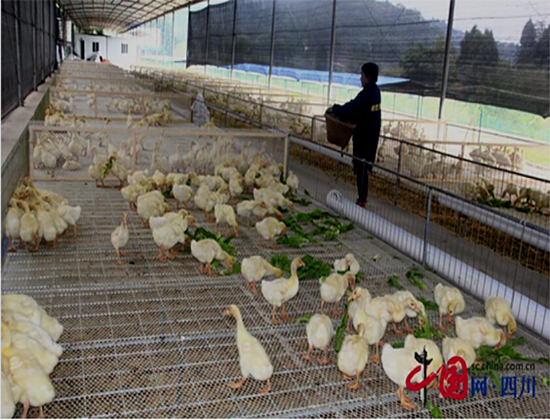 蓬溪县回水乡引进“溪芝鹅”生态养殖项目带动绿色农业发展