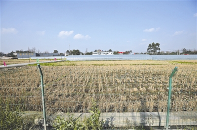 袁隆平的"宝贝田"搬新家 迁往郫县青杠树村(图)