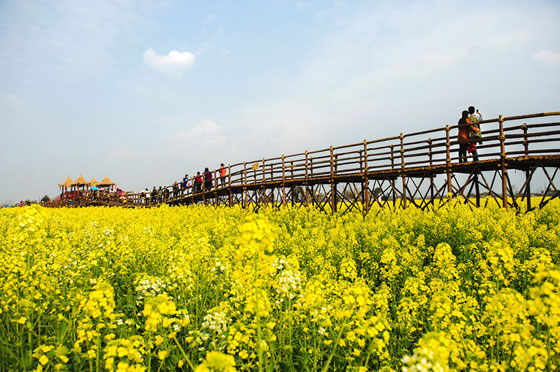 2016年广汉西高油菜花节3月4日开幕