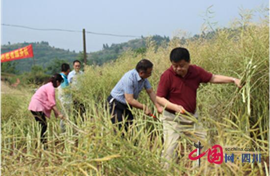 遂宁计生协地头助耕纾解农忧 产业帮扶助力扶贫