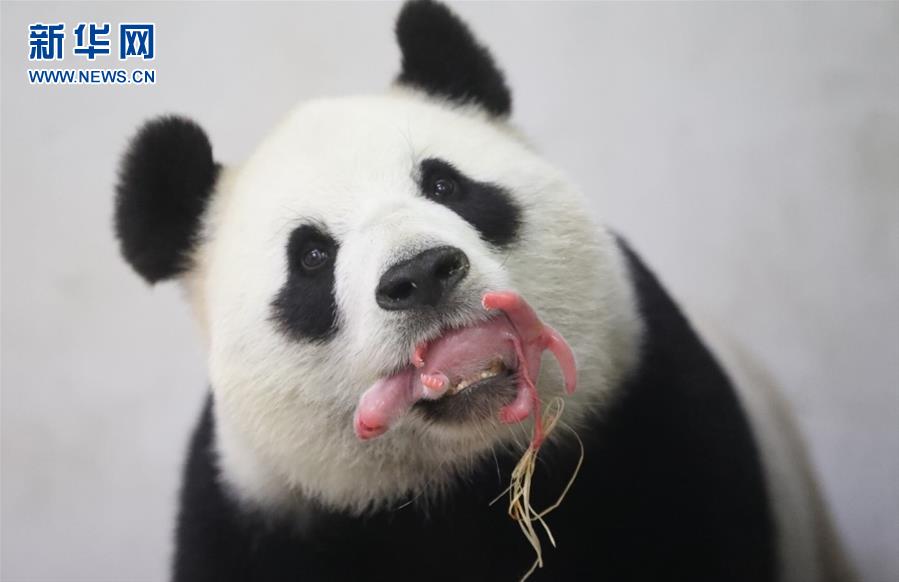 旅比利时中国大熊猫好好产仔 是个小帅哥