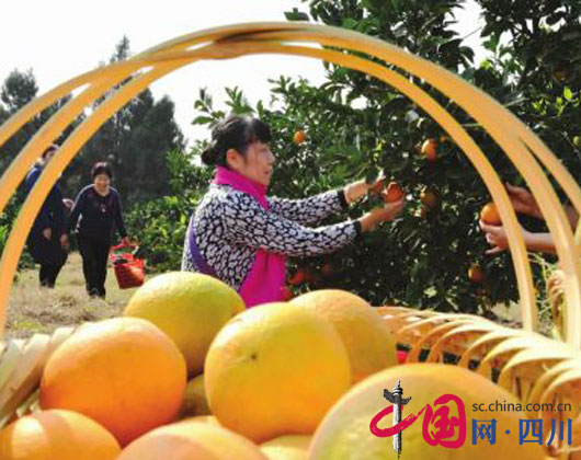 嘉陵区柑橘产量超6万吨 外地游客竖起大拇指为