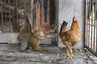 猴年就要过去 鸡年即将到来:当猴子遇上鸡