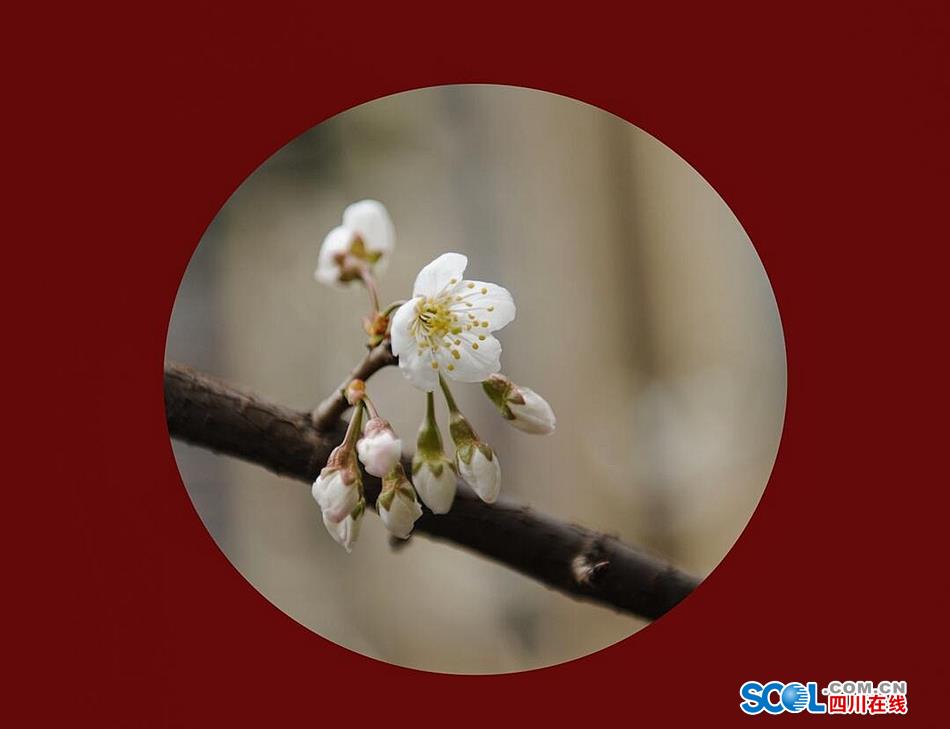 春雨后的成都:迎春花摇曳,桃梅与城争春