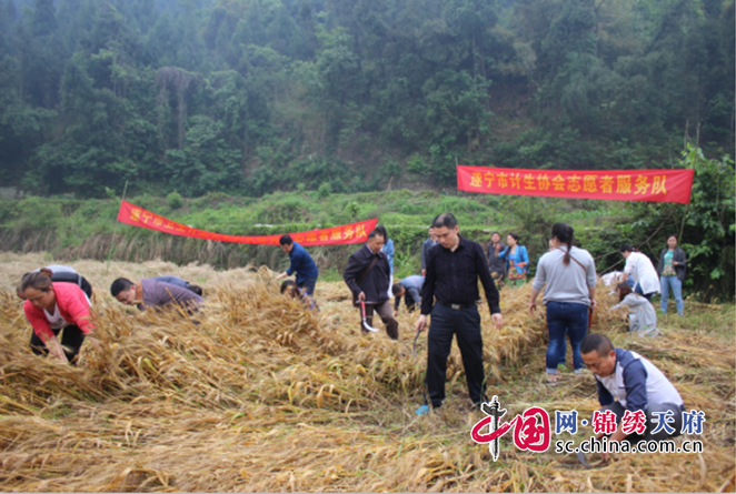母親節來臨，遂寧市計生協組織志願者幫助貧困母親收割麥子