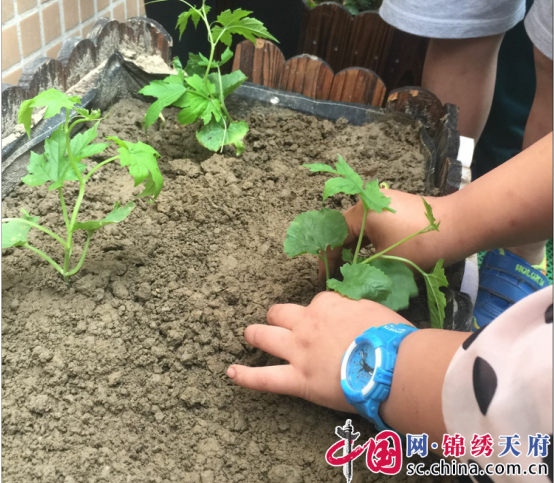 长乐街小学开展“红领巾梦想种植园”综合实践活动