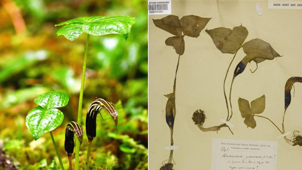 隐居近60年 罕见植物小南星在四川再次露面