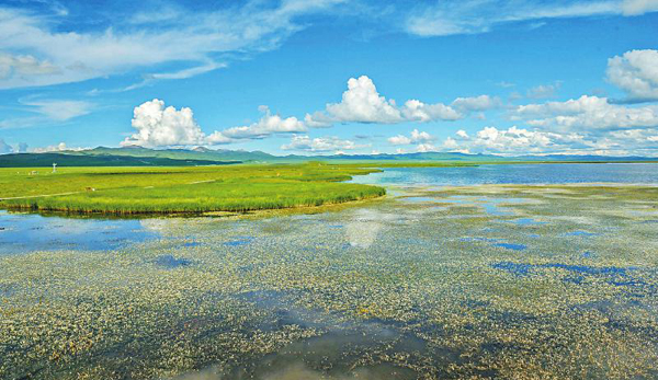“中国最美湿地”若尔盖花湖 美如仙境