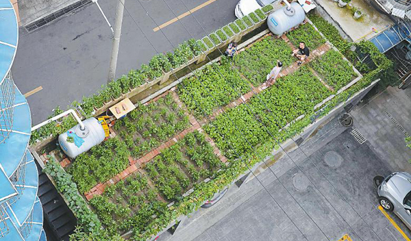 绿色低碳新风尚 成都社区里的“环保菜园”(图)