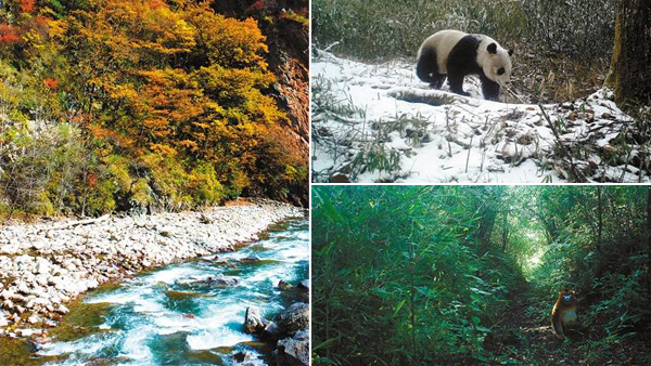 保护珍稀野生动植物及其栖息地　成都先后规划建设四个自然保护区