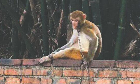 峨眉山最后一只“合影专用猴”被送往野生动物救护站饲养