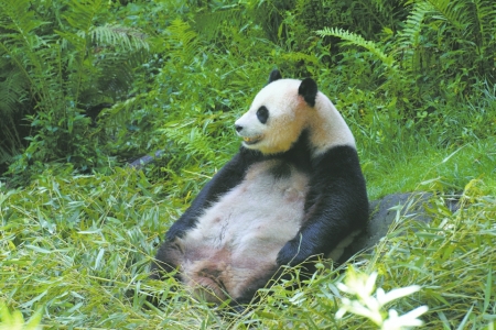 全球首例圈养大熊猫野外引种产仔 通婚有助于复壮野外大熊猫种群