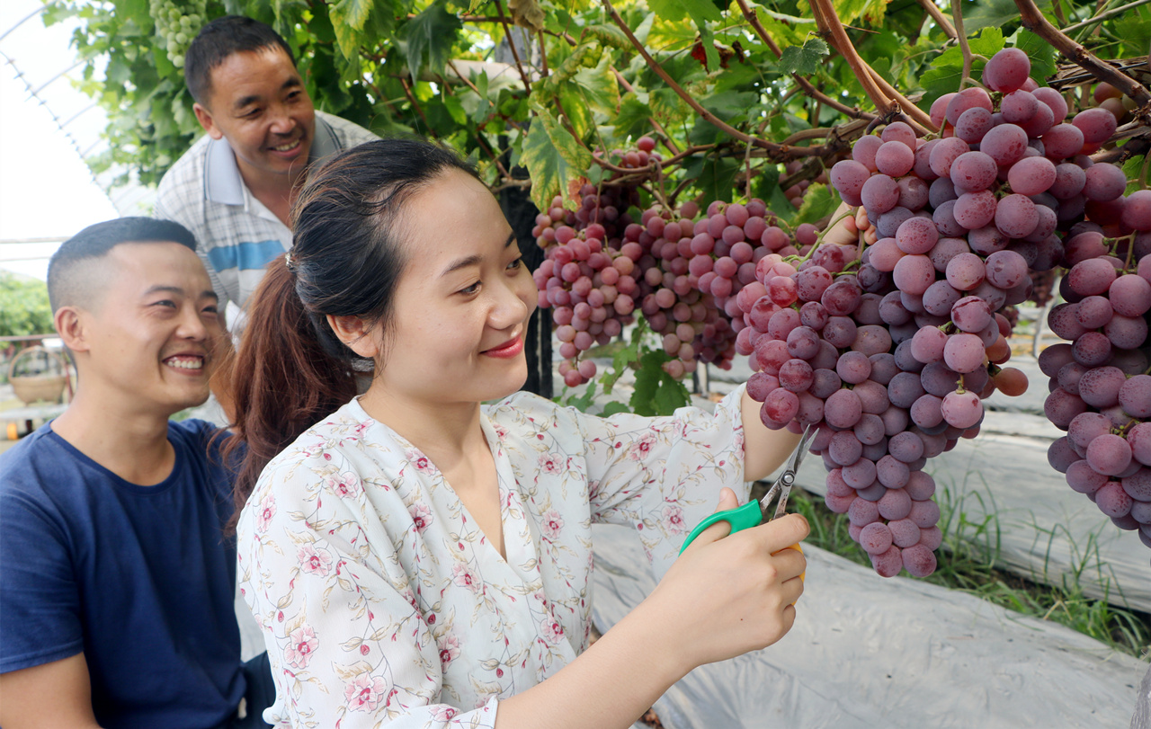 第八届中国彭山葡萄节开幕 千人入园摘葡萄