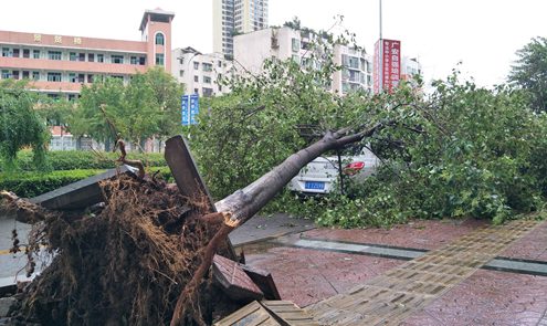 广安主城区10级大风 300余株树木被刮倒（图）