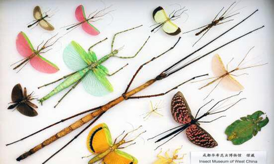全长64厘米 青城山下育出世界最长昆虫(图)