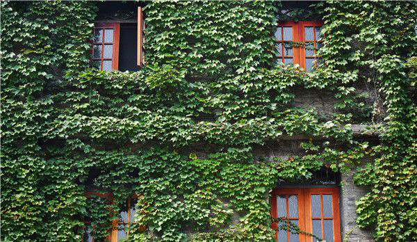 成都有一栋被绿叶包裹的百年老宅