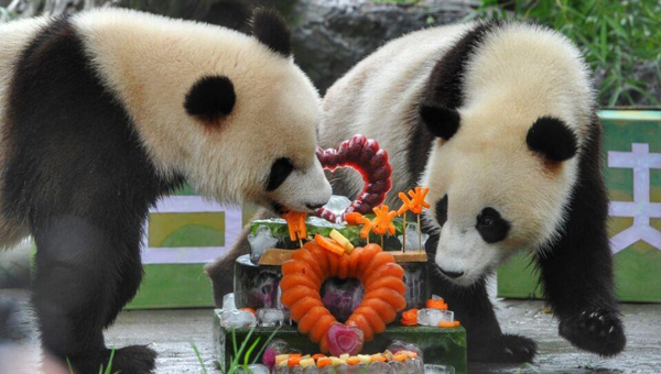 滚滚来袭｜网红双胞胎大熊猫冰冰、青青欢度两岁生日
