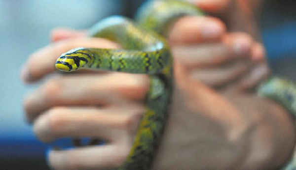 保护世上最美“雅女蛇” 四川专家成功繁育横斑锦蛇